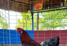 Mã số 01 – Gà điều