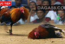 Đá gà cựa dao trực tiếp – đá gà mỹ đấu trường philippin