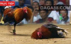 Đá gà cựa dao trực tiếp – đá gà mỹ đấu trường philippin