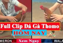 Xem full đá gà trực tiếp hôm nay