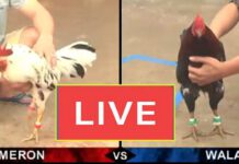 Đá gà trực tiếp Thomo ngày 01/12 – Mới Nhất