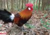 Kinh nghiệm nuôi gà rừng đá cực hay cho anh em sư kê