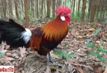 Kinh nghiệm nuôi gà rừng đá cực hay cho anh em sư kê